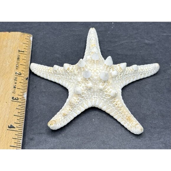 White Bleached Knobby Starfish Sea Star Shell Ocean Nautical Decor 4x4" - Picture 5 of 6